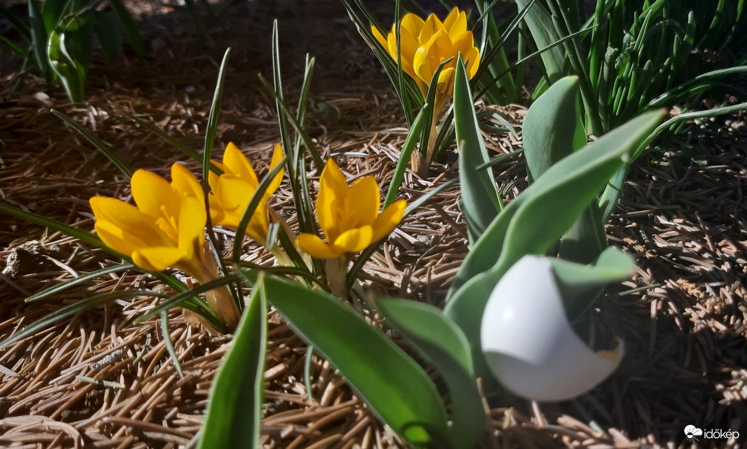 Itt a kikelet!