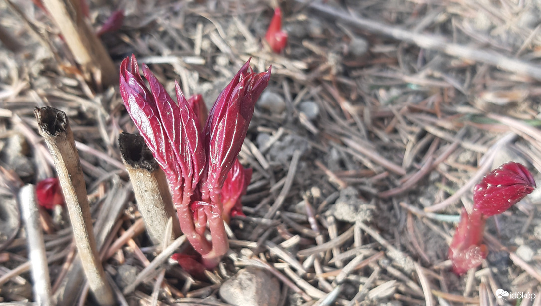 Megindult a pünkösdirózsa is