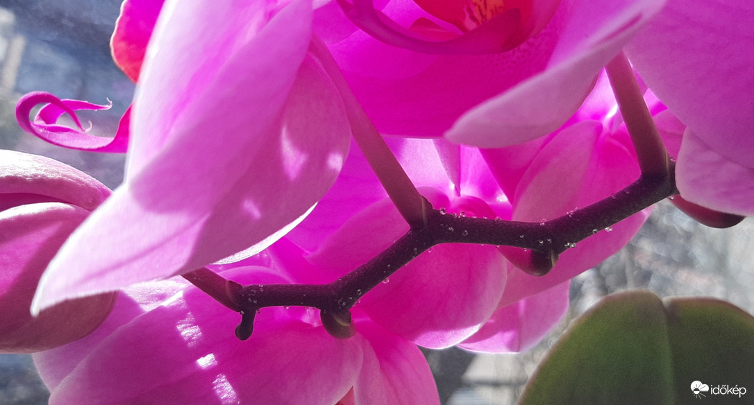 Páracseppek az orhideán