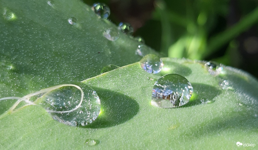 Harmatcseppek reggeli fényben