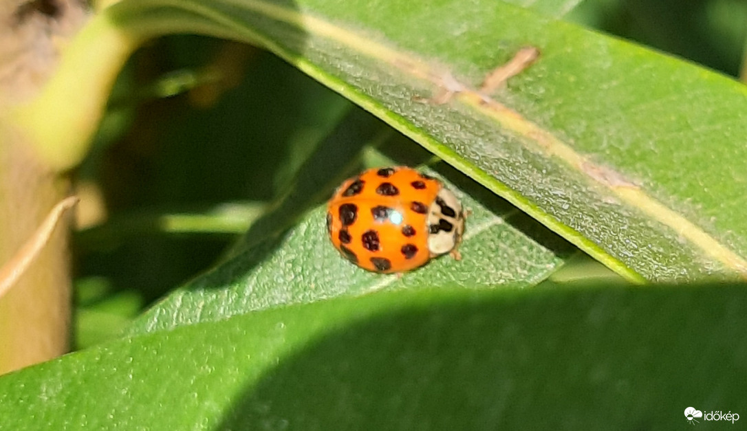 Sokpettyes