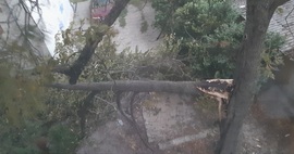 A mai vihar sajnos végzetesnek bizonyult az ablakom előtt álló vadgesztenye számára.