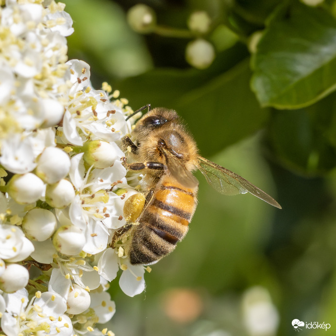 Csupa Pollen Vagyok