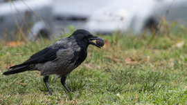 Megvan a mai betevő