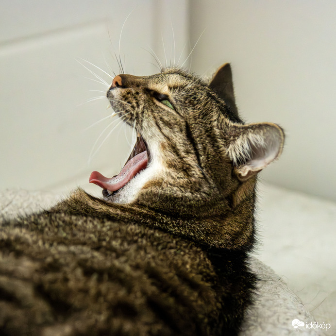 Halló, Ördögűzés? 