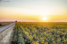 Napraforgó - ameddig a szem ellát