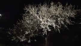 Cseresznye szilvafa éjszaka 