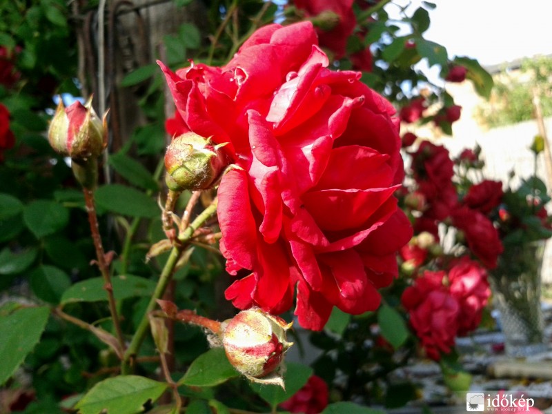 Kis kertemben a rózsa.. :)