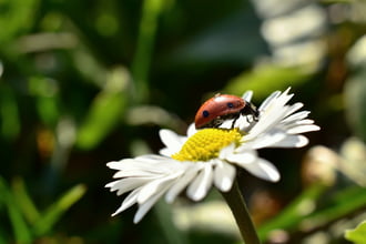 Katicák is szeretik a napsütést