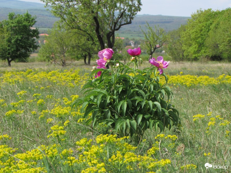 Mecseki bazsarózsa