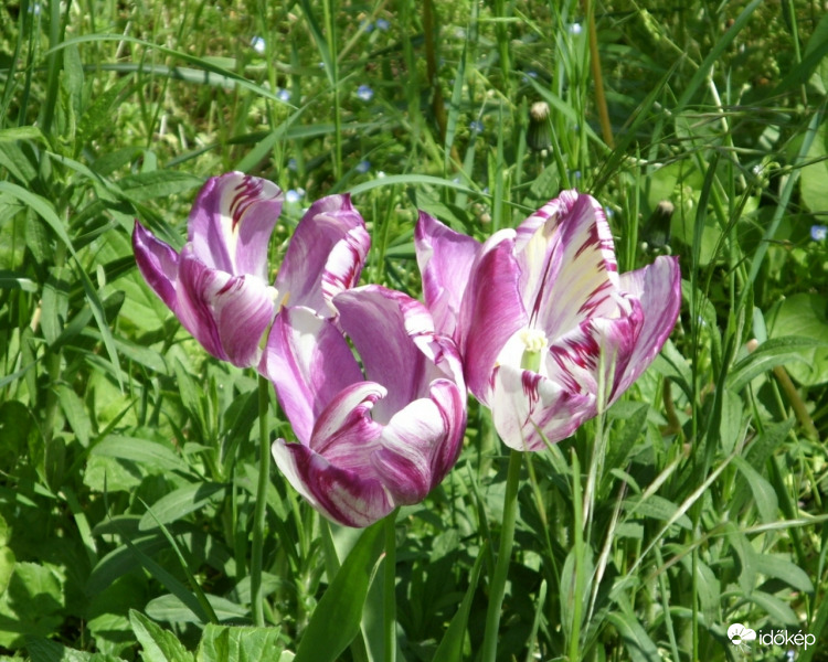 Tulipán