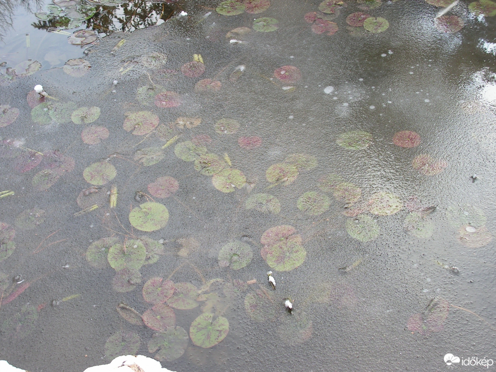 Tavirózsa levelek a jég alatt (Margit-sziget, 2013)