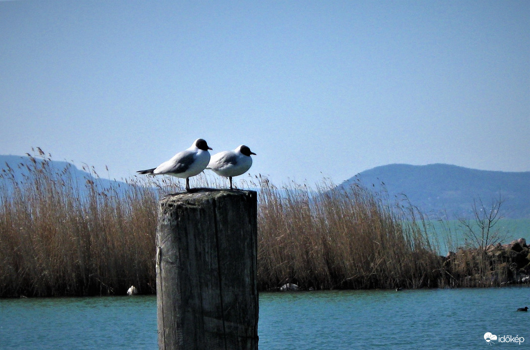 Balatonlelle