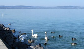 Balatonlelle