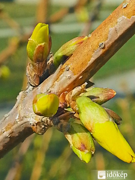 Orci
