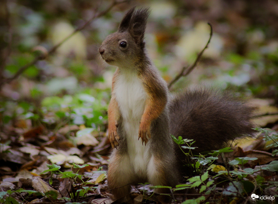 Betakarítás közben