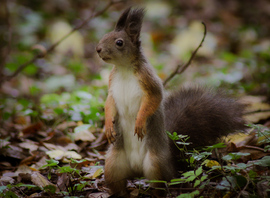 Betakarítás közben