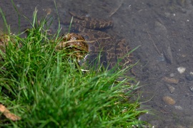 A napozó béka 