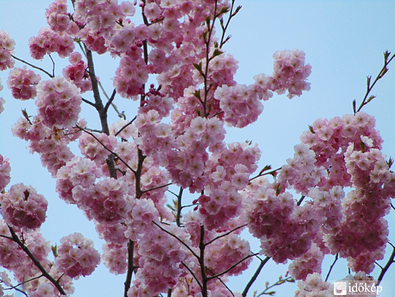 Rózsaszín virágzás