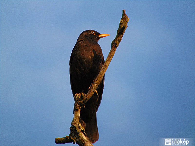 Magányos fekete rigó