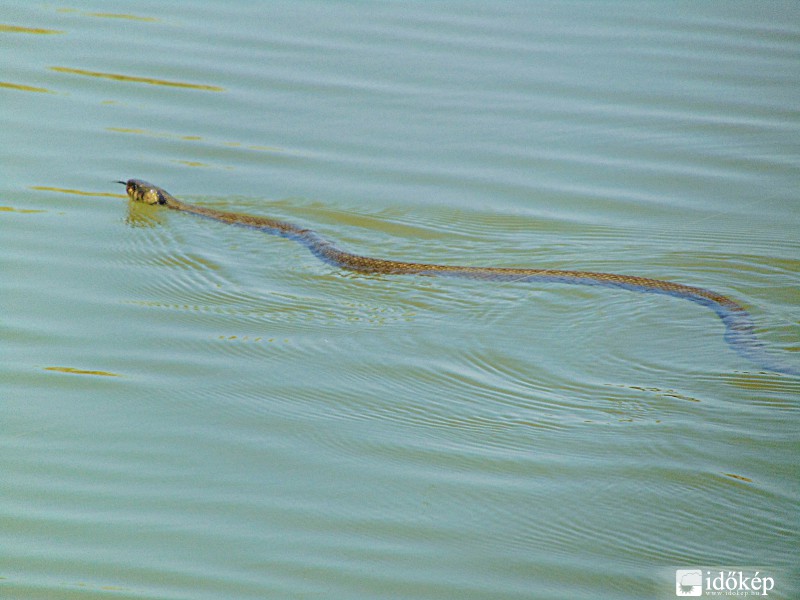 Vízisikló a tóban