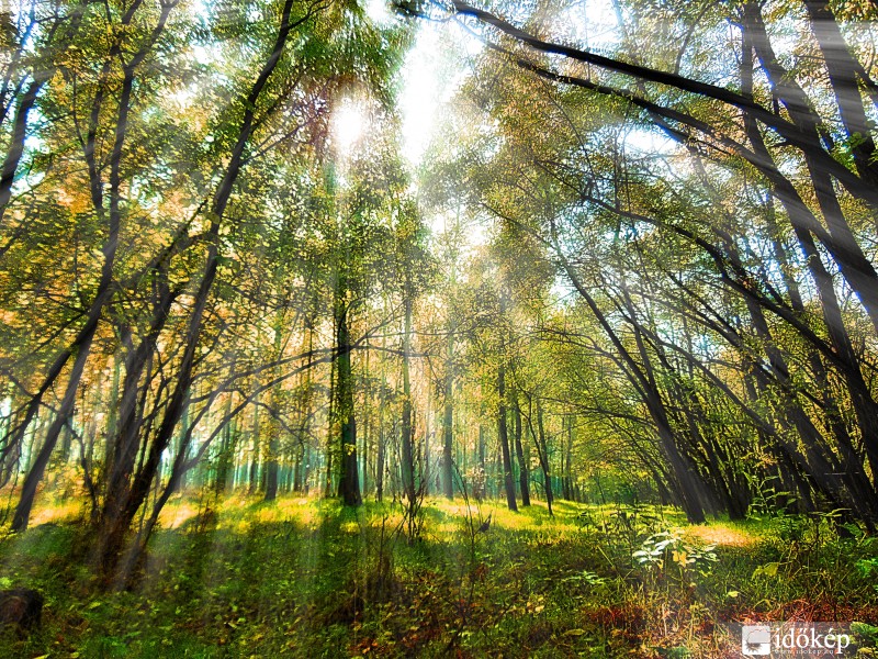 Napfény az erdőben