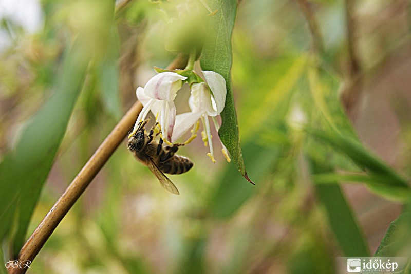 Megkezdődött a beporzás
