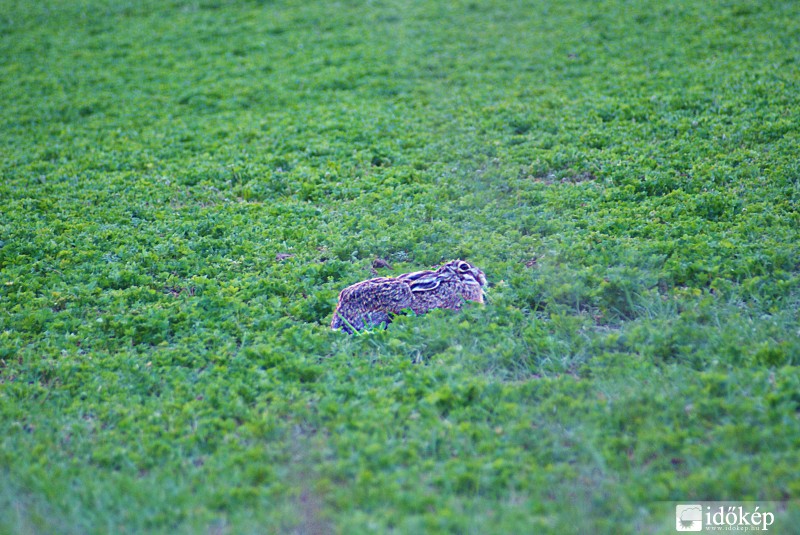 Nyuszi ül a fűben...