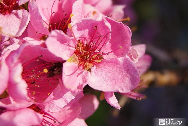 Virágzik a barackfa