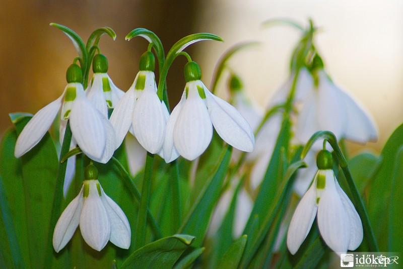 Hóvirágom, virágom...