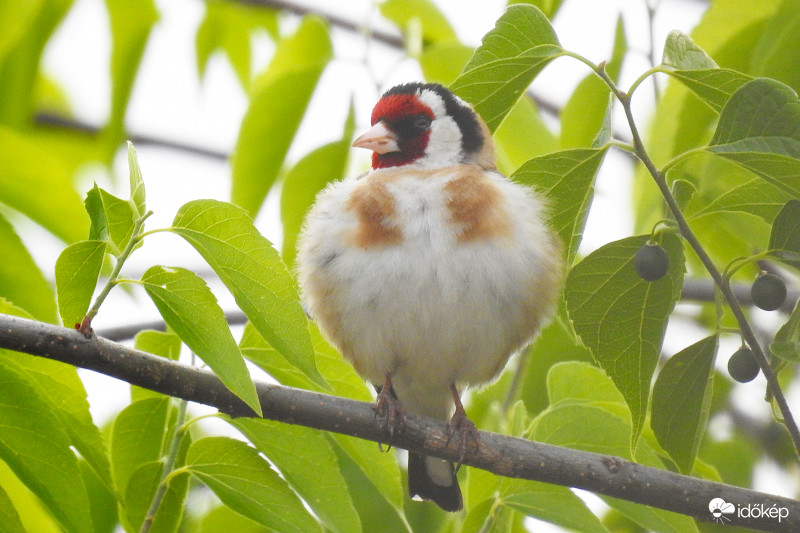 Angry birds