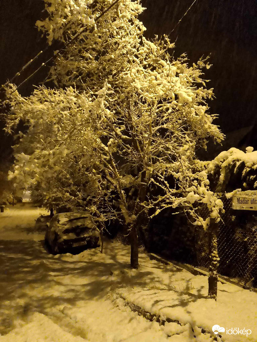 Rózsadombi fa hajnalban