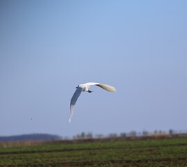 Füzesgyarmat