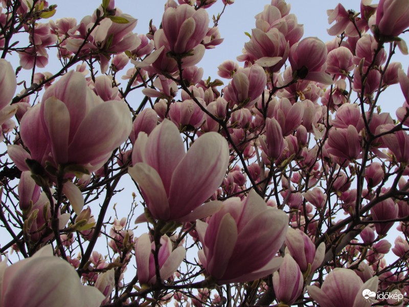 tulipánfa
