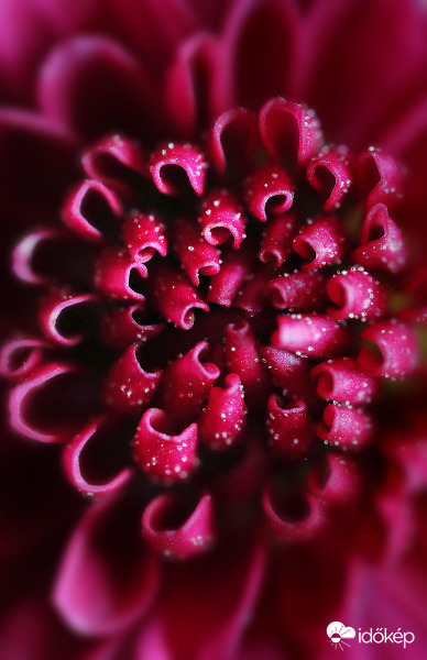 Mini krizantém virága