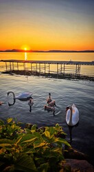 Balatonboglár