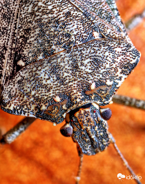 Előjöttek a poloskák