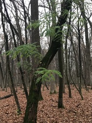 Baktalórántházi erdő