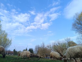 Ormándlak