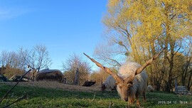 Ormándlak