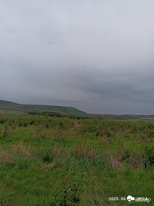 Berkenye