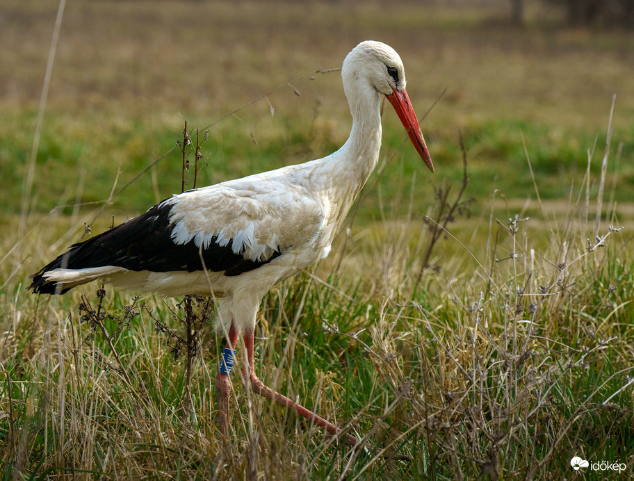 Kecses léptekkel