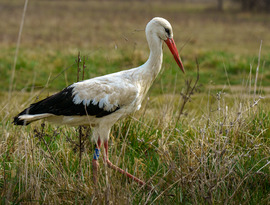 Kecses léptekkel