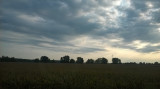 Polgár