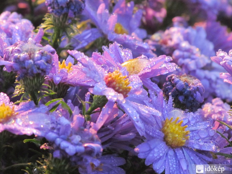 Hajnalban harmatosan