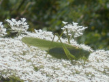 A Nagy Ragadozó