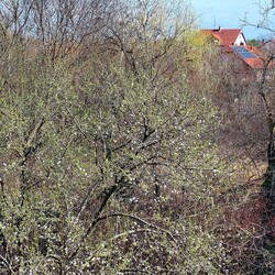 Szeged
