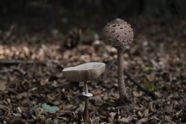 Erdei gombák
