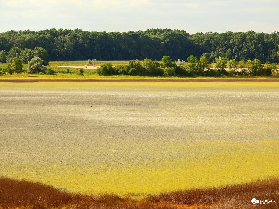 Kivirágzott a sziksó