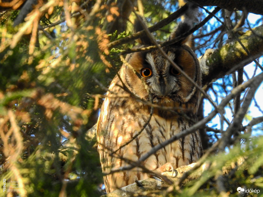 Erdei fülesbagoly - Tiszalök